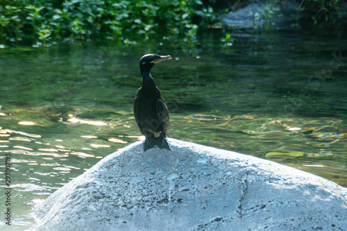 cormoran neotropical photo
