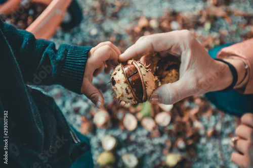 little child hands with chestnuts during autumn