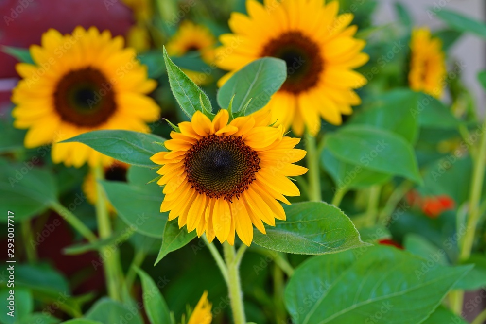 A yellow sunflower (helianthus) in summer A yellow sunflower (helianthus) in summer