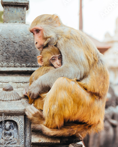 Macaque Monkeys In Kathmandu, Nepal. Located in Swayambhunath Stupa (Monkey Temple). photo