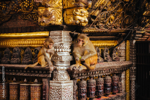 Macaque Monkeys In Kathmandu, Nepal. Located in Swayambhunath Stupa (Monkey Temple). photo