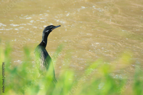cormoran neotropical photo