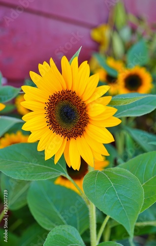 A yellow sunflower  helianthus  in summer