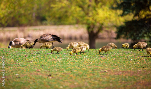 Foto Gaggles of Geese