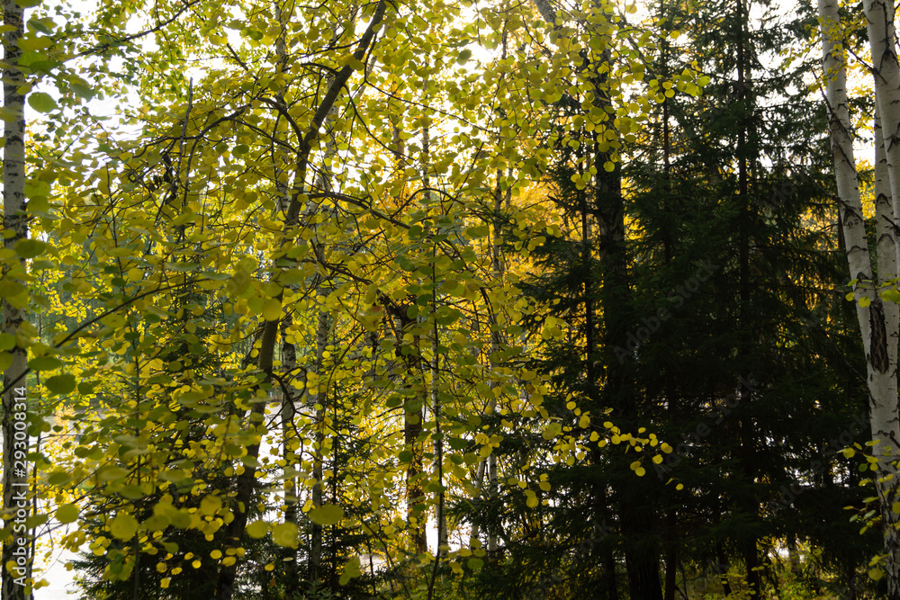 Fototapeta premium Forest lake, landscape fairy tale, autumn yellow gold