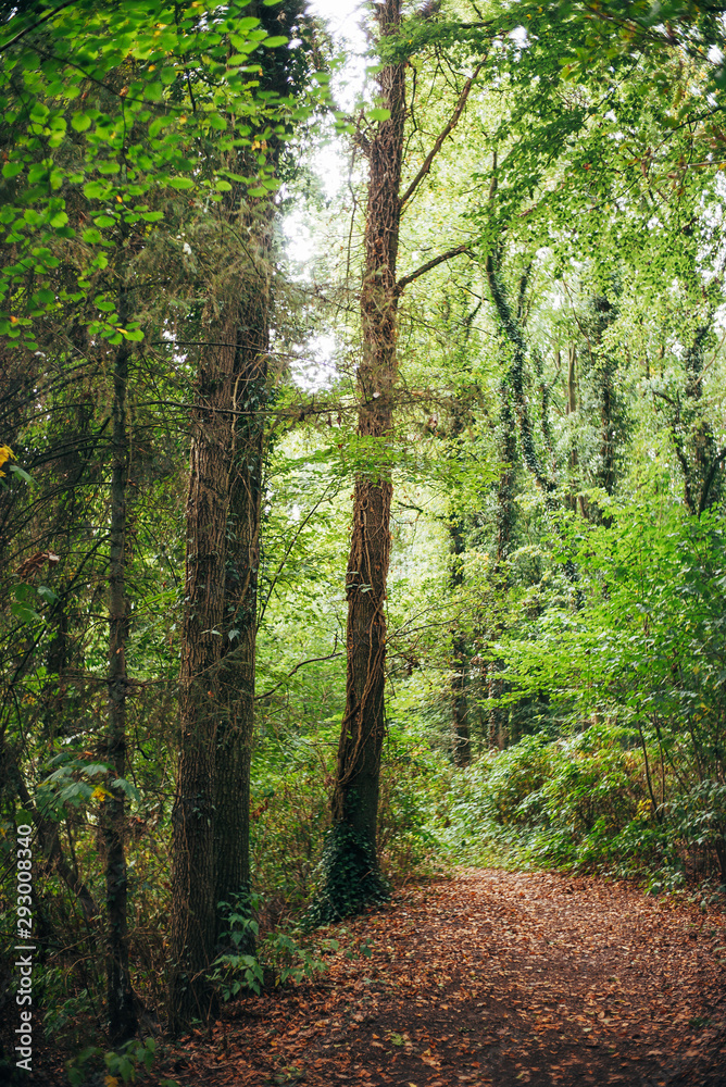 Obraz premium Herbstlicher Waldspaziergang in Niedersachsen