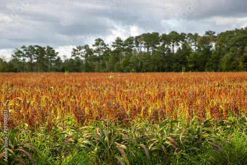 southern delaware sussex county sorghum field