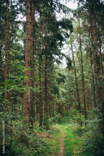 Fototapeta Naklejka Na Ścianę i Meble -  Herbstlicher Waldspaziergang in Niedersachsen