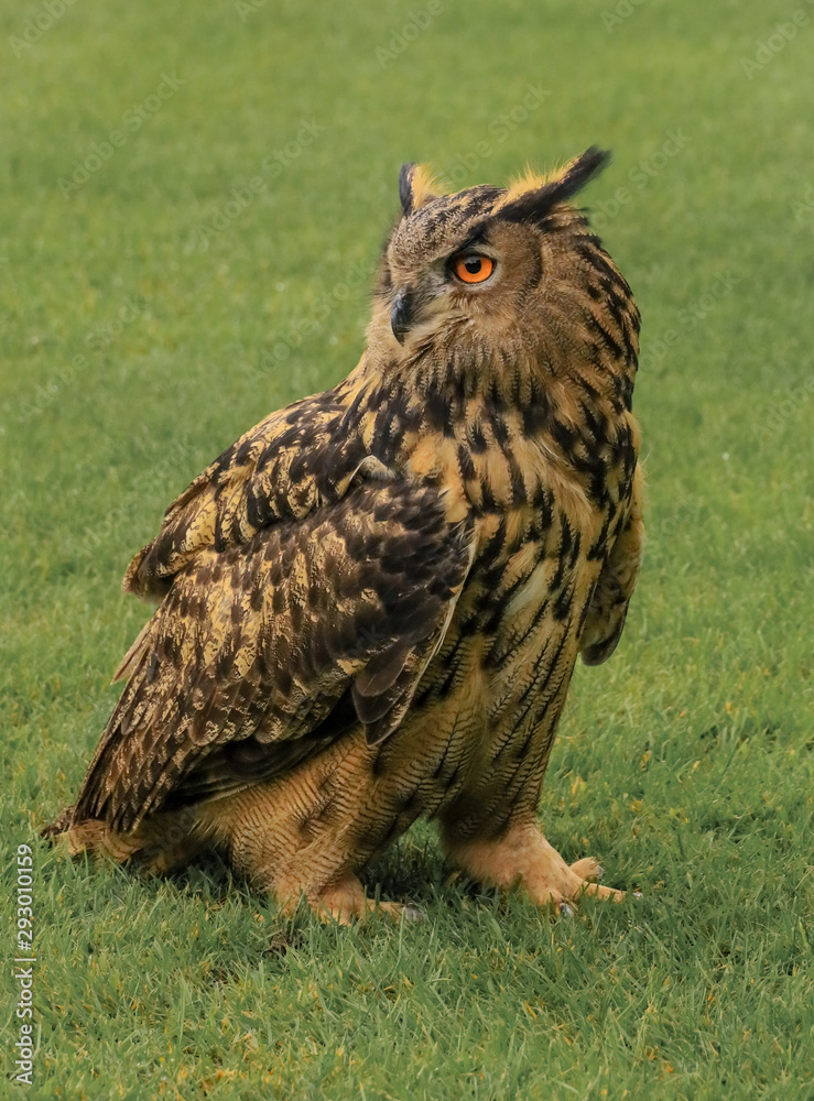 portrait of an eurasian eagle owl portrait of an eurasian eagle owl