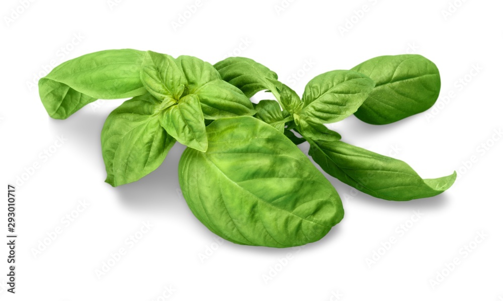 Basil. Basil.