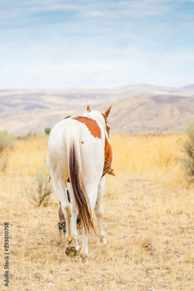 Paint mare in western tack in field Paint mare in western tack in field