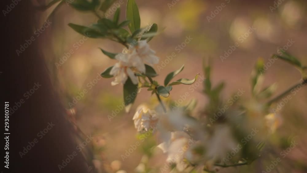 plant with flowers in the park and branches at dawn and clear light plant with flowers in the park and branches at dawn and clear light