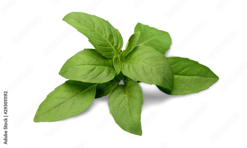 Basil.