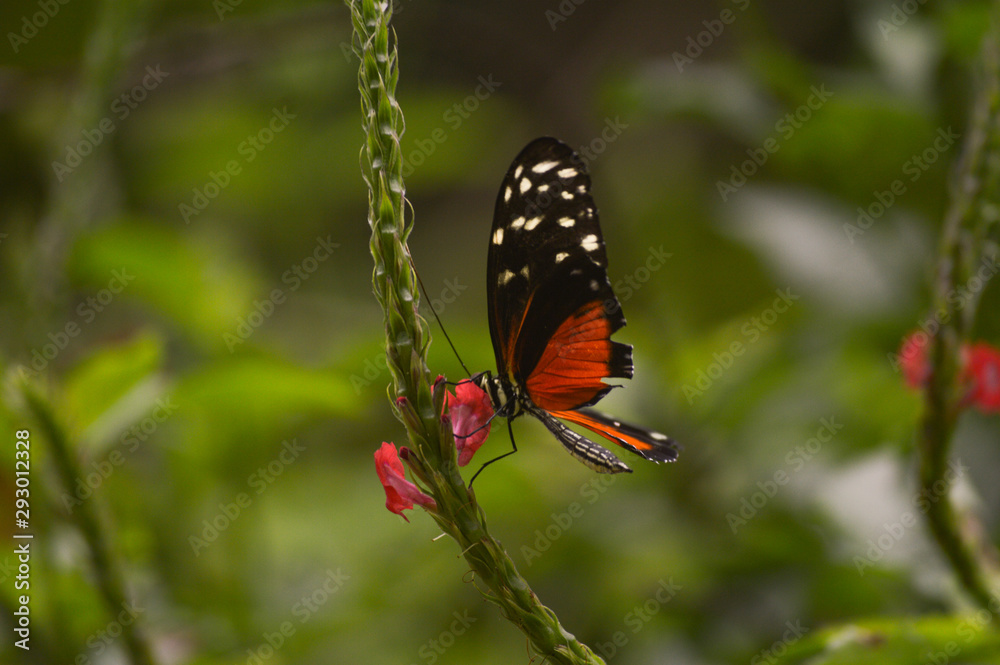 Mariposa en una flor Mariposa en una flor