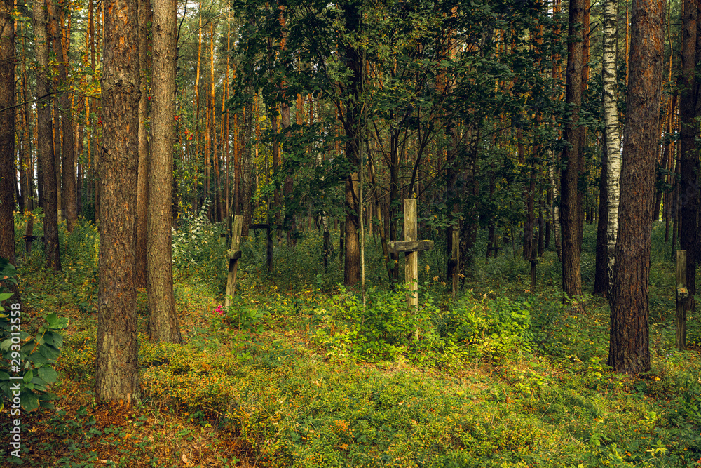 Obraz premium Forest and Crosses at Mass Grave in Kurapaty, near Minsk, Belarus. Place of Mass Executions During Great Purge by NKVD