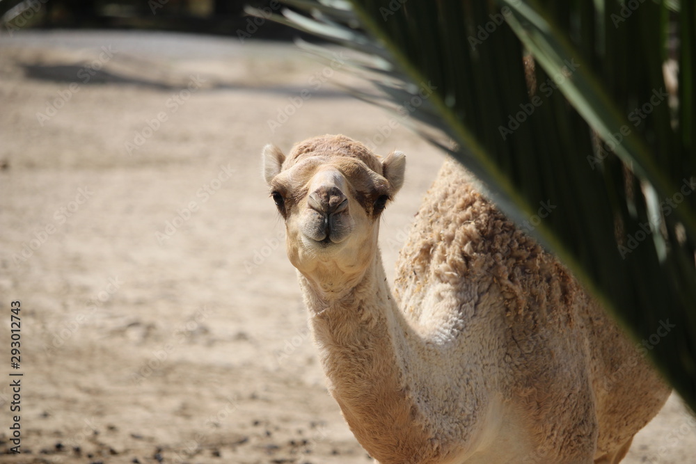 Obraz premium portrait de chameau