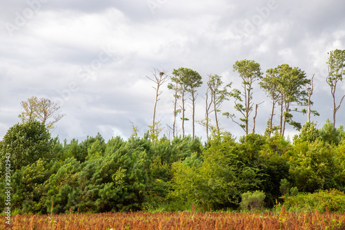 eagles nest above a southern delaware sussex county sorghum field