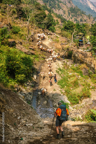 Donkeys in big mountains, helps to carry items .Beautiful mountain landscape in Himalayas, Manaslu region, Nepal. Sunny day in Nepal .