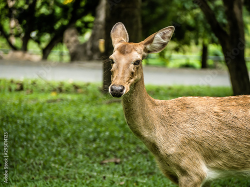 Close-up Eld's deer or Brow-antlered deer (Rucervus eldii thamin) standing on the lawn
