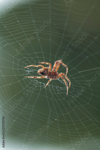 Large Brown Female Garden orb weaver Spider (Family Araneidae, Genus: Eriophora) on Cobweb