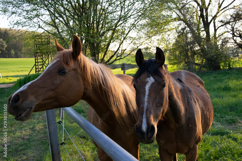 Fototapeta premium two horses on a meadow