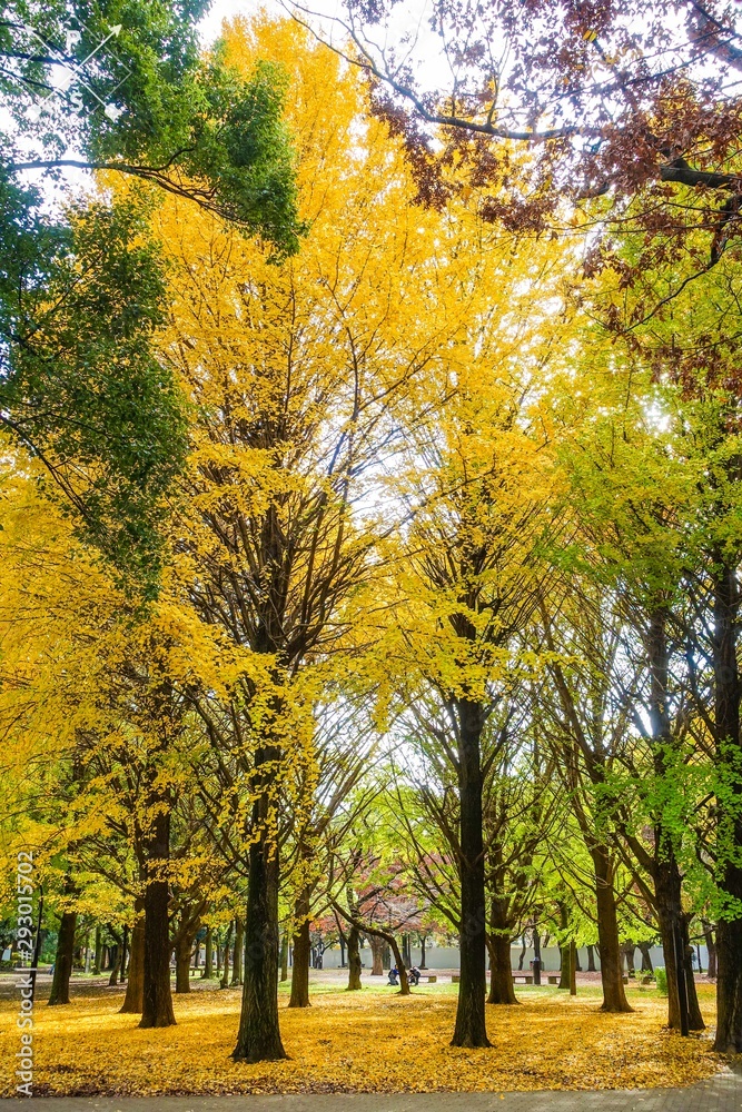 Naklejka premium 秋の蘆花公園、黄色く染まったイチョウ