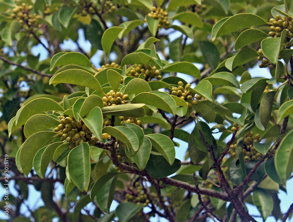 감탕나무