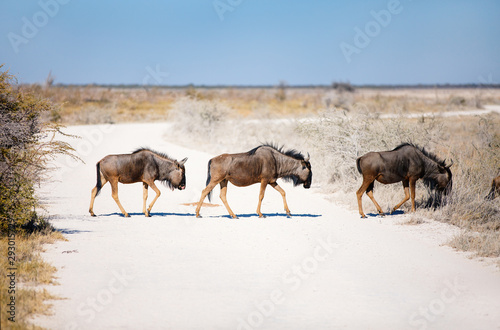 Wildebeests in Etosha