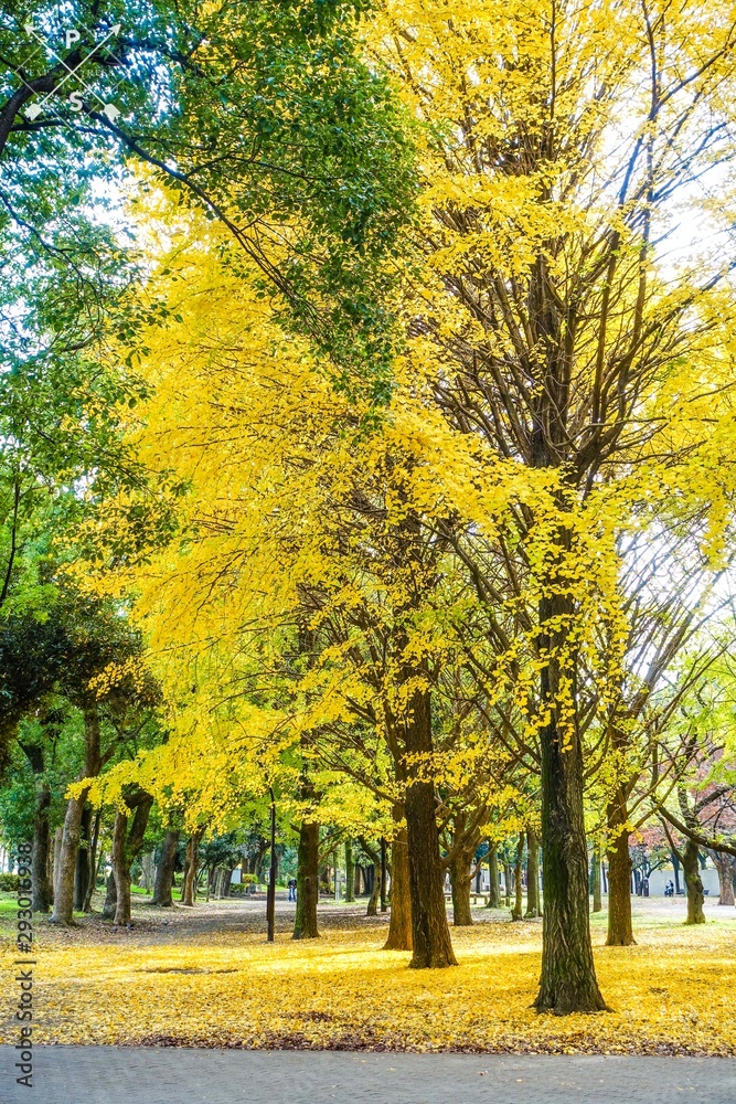 黄色く染まった蘆花公園のイチョウ