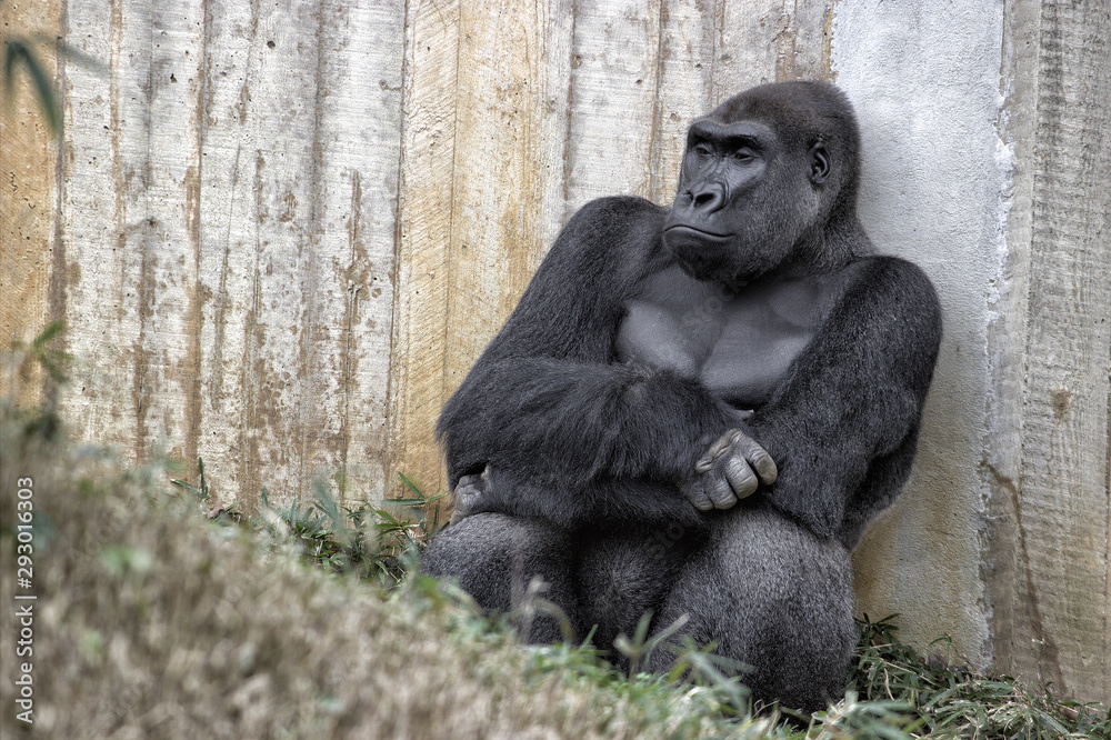 Gorilla. Setting down against a wooden fence.