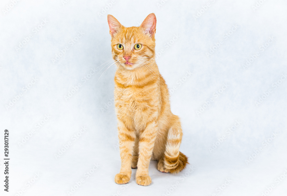 Sitting ginger tom cat on white background