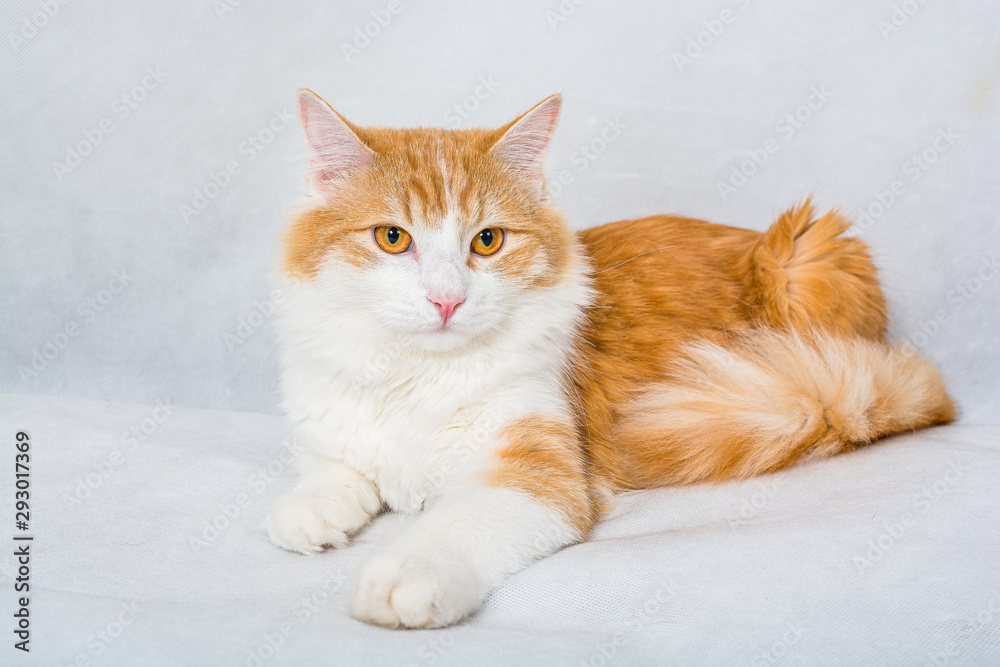 Ginger white longhair cat with amber eyes on white background