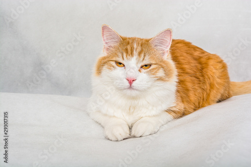 Ginger white longhair cat with satisfied face on white background