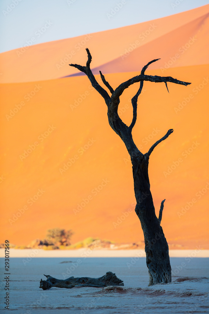Dead camelthorn trees against red dunes Dead camelthorn trees against red dunes