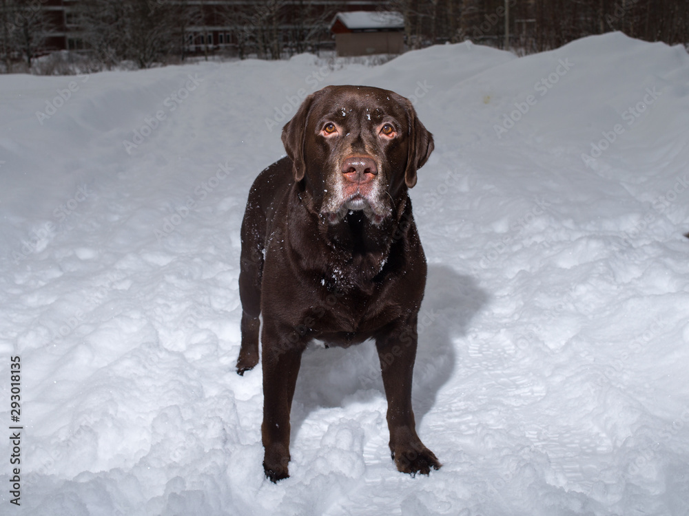 Chocolate labrador retriever dog standing in the snow Chocolate labrador retriever dog standing in the snow