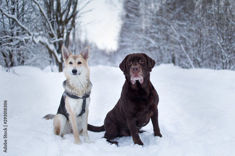 Two dogs sitting at snow and looking at camera