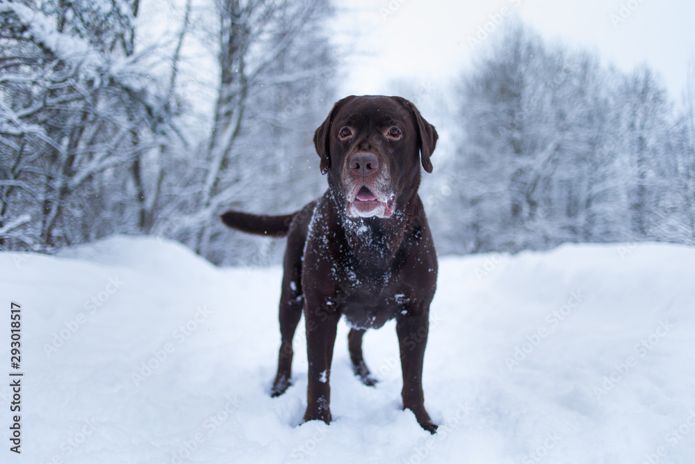 Chocolate labrador retriever dog standing in the snow Chocolate labrador retriever dog standing in the snow