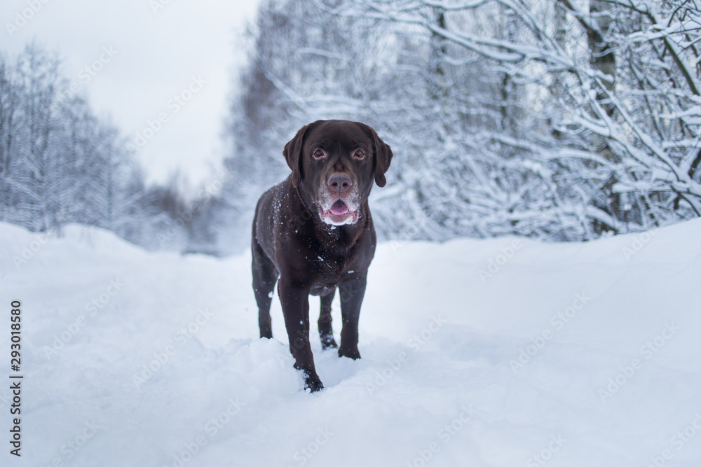 Chocolate labrador retriever dog standing in the snow Chocolate labrador retriever dog standing in the snow
