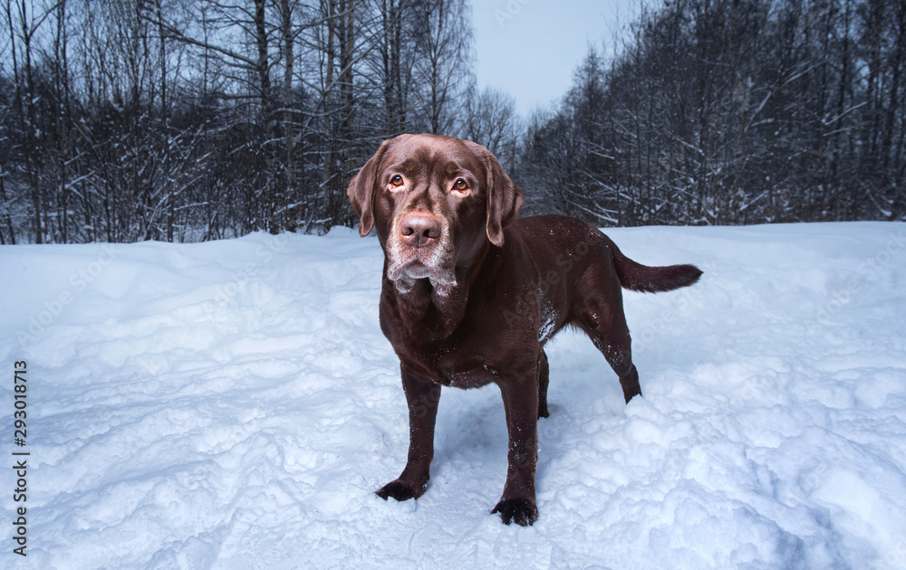 Chocolate labrador retriever dog standing in the snow Chocolate labrador retriever dog standing in the snow