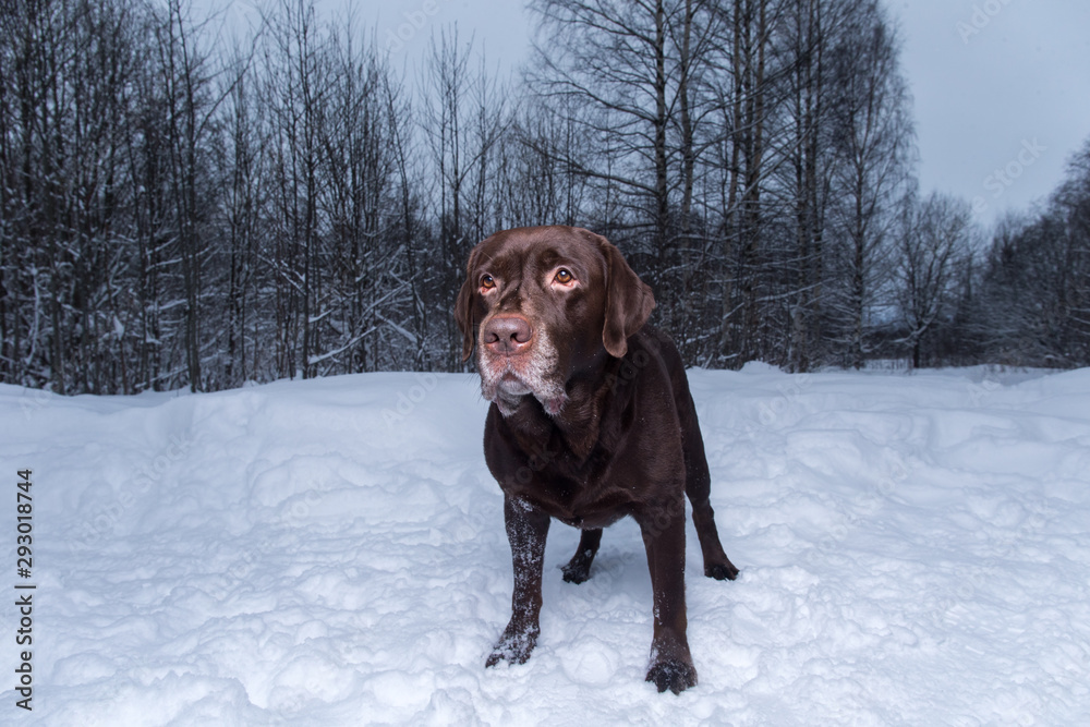 Chocolate labrador retriever dog standing in the snow Chocolate labrador retriever dog standing in the snow