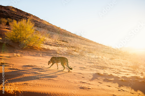 Cheetah in dunes