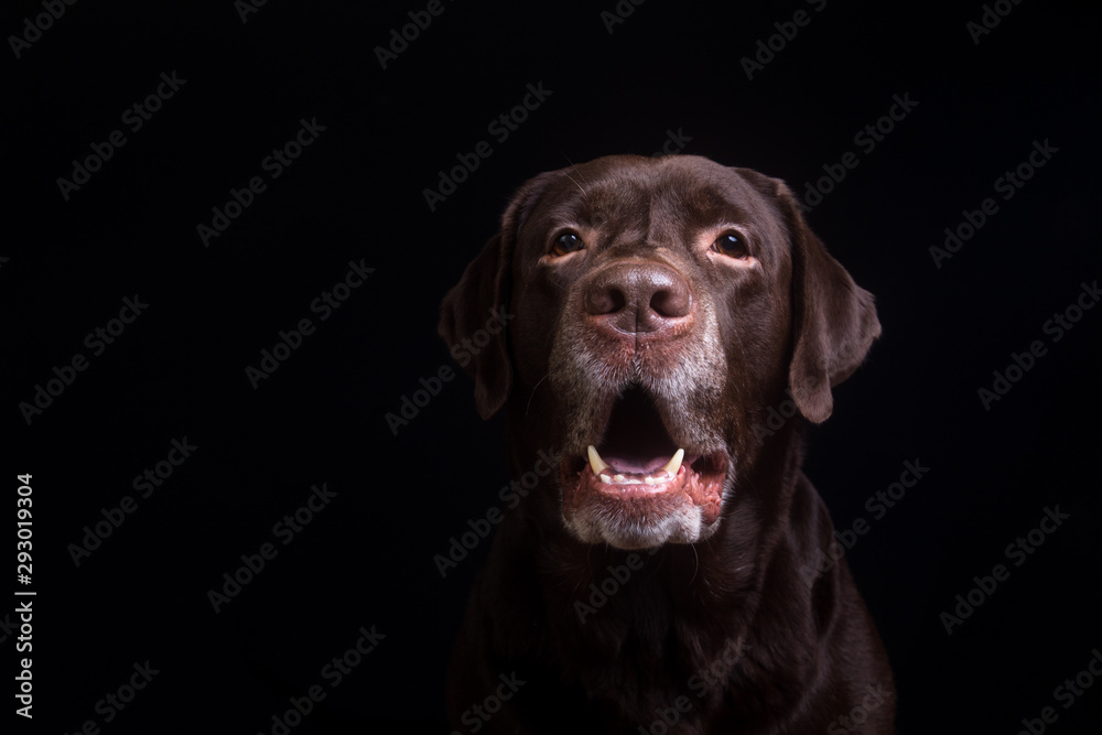 Obraz na plátně Face portrait of brown chocolate labrador retriever dog isolated on black background