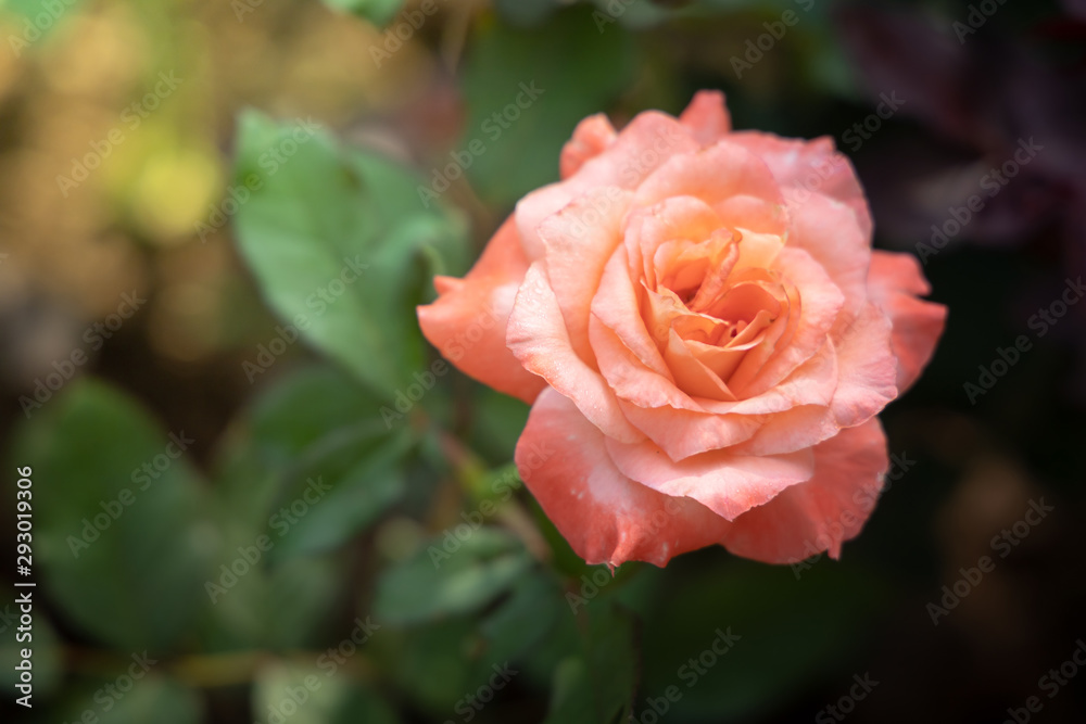 Roses in the garden Roses in the garden