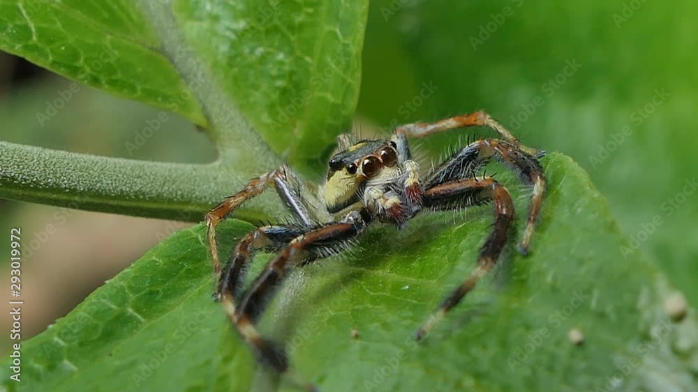 Jumping spider on green leaves in tropical rain forest. Jumping spider on green leaves in tropical rain forest.