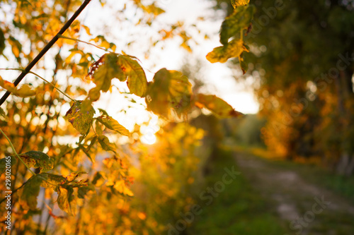 Autumn Trees and Leaves in Sunlight