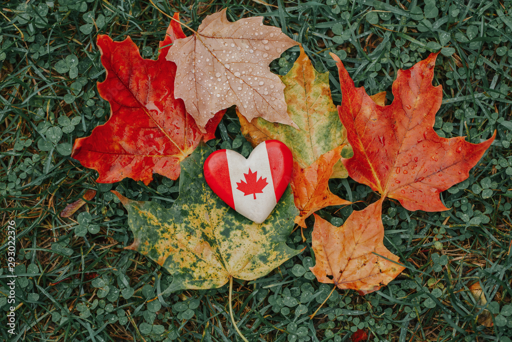 Φωτογραφία Heart shape wooden national Canadian flag symbol lying on ground in autumn fall red yellow orange maple leaves