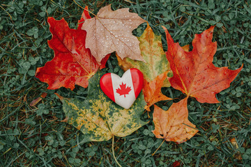 Heart shape wooden national Canadian flag symbol lying on ground in autumn fall red yellow orange maple leaves. Autumnal season in Canada country.