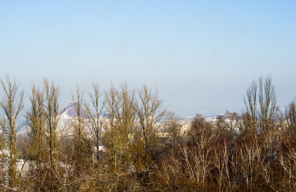 Winter urban frosty landscape - snow covered trees on foggy background Winter urban frosty landscape - snow covered trees on foggy background