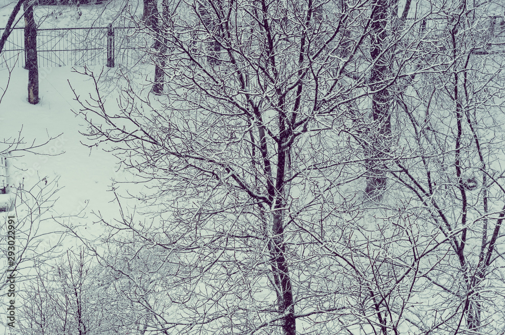 Winter urban frosty landscape - snow covered trees on foggy background Winter urban frosty landscape - snow covered trees on foggy background