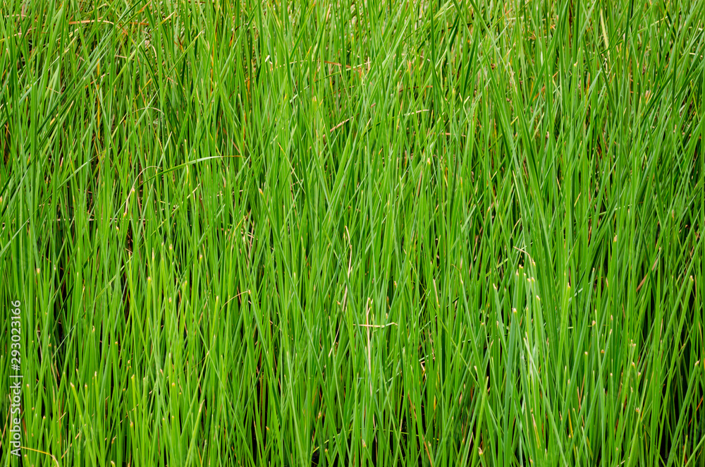 Background of high green grass grown on the swamp. Background of high green grass grown on the swamp.